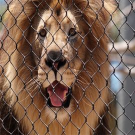 Zoo-Antimaschendraht des Edelstahl-304 beißender für Tier-Löwe-schützende fechtende Masche